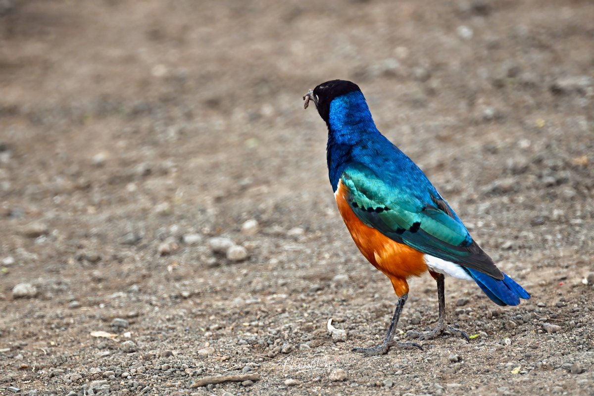 #SuperbStarling #Amboseli #Kenya #birding #birdwatching #birdphotography #birdphotographer #wildlifephotography #nikoncreators #NikonZ9