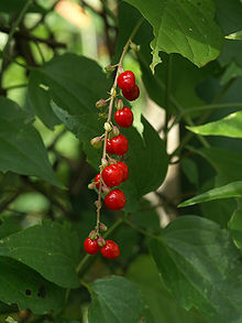 marahmahh's tweet photo. Siapa nih yang waktu kecil suka main 'aanjangan'? Ngalaan daun-daunan dan segala macem taneman yang ada di pekarangan rumah buat dijadiin bahan 'papasakan'.

Tanaman yang dipakai diantaranya :
🍒 Rivina Humilis > alias gegetihan (dalam bahasa Sunda artinya darah-darahan)
🌳 Tanaman tali putri > suka dipake buat emih-emihan
🌺 Kembang sepatu > biasanya kalo diulek suka keluar minyaknya
