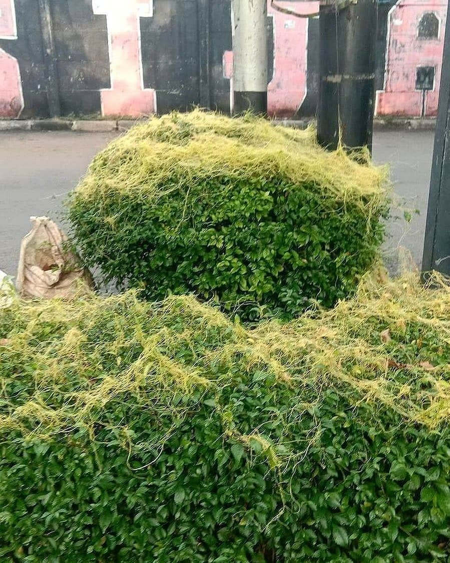 marahmahh's tweet photo. Siapa nih yang waktu kecil suka main 'aanjangan'? Ngalaan daun-daunan dan segala macem taneman yang ada di pekarangan rumah buat dijadiin bahan 'papasakan'.

Tanaman yang dipakai diantaranya :
🍒 Rivina Humilis > alias gegetihan (dalam bahasa Sunda artinya darah-darahan)
🌳 Tanaman tali putri > suka dipake buat emih-emihan
🌺 Kembang sepatu > biasanya kalo diulek suka keluar minyaknya