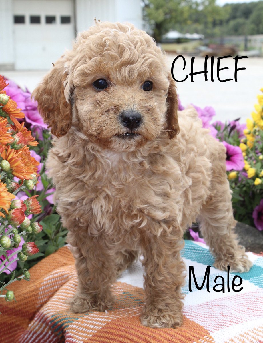 joaseash's tweet photo. 8 weeks old today!
4 males AKC fully registered Toy poodle puppy’s very playful and cute puppy.
#toypoodle #pooddle #poodles https://t.co/UeKSVp96ut