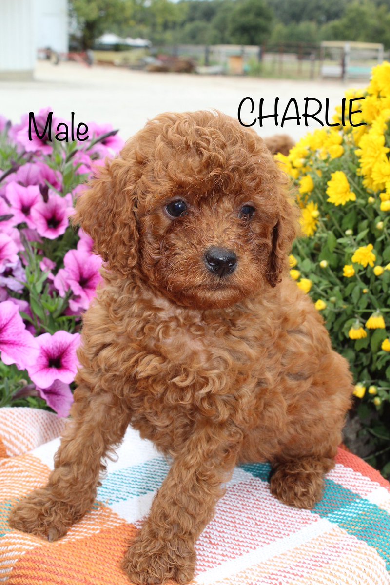 joaseash's tweet photo. 8 weeks old today!
4 males AKC fully registered Toy poodle puppy’s very playful and cute puppy.
#toypoodle #pooddle #poodles https://t.co/UeKSVp96ut