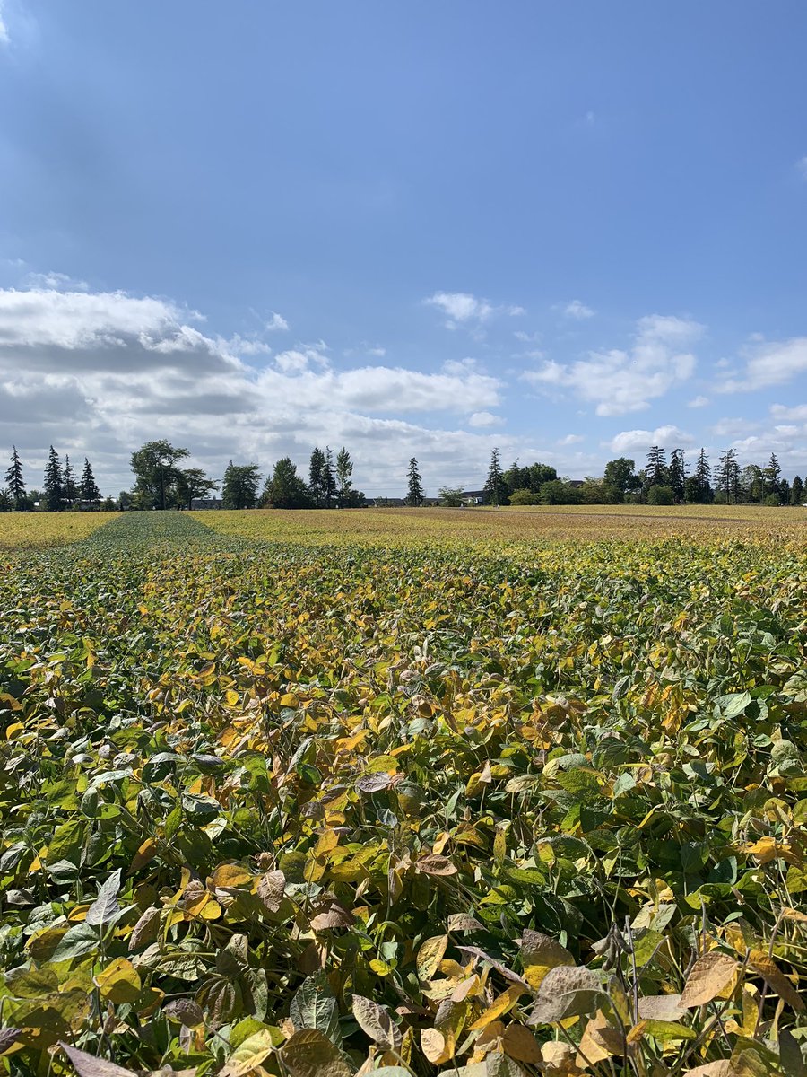 johanna lindeboom, CCA-ON tweet media