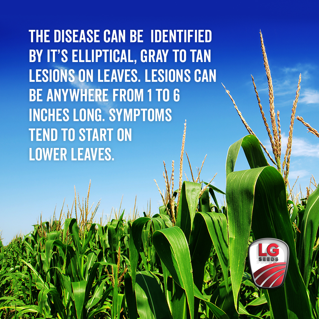 LG Seeds tweet media