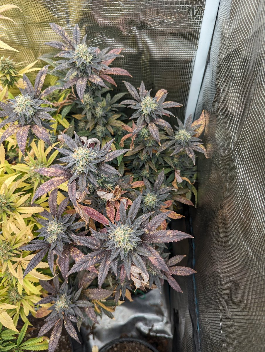 Triple Stuffed from <a href="/GHGenetics/">Greenhand Genetics</a> day 50 of flower