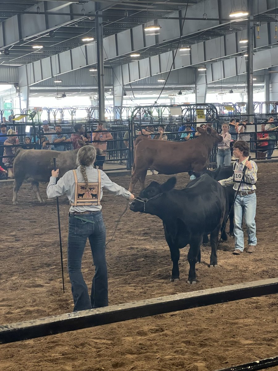 Ridgepoint_FFA's tweet photo. Congratulations to all Ridge Point FFA heifer exhibiters! 
💥Bailey Stockland- 2nd &amp; 3rd in class 
💥Zoey Talbott- 1st, non Brahman division champ, reserve overall replacement heifer, reserve champion showman 
💥Jackson Talbott- 11th 
💥Mikinzie Andrews- 12th
💥Gracie Zand- 13th https://t.co/zBF4NfheoU
