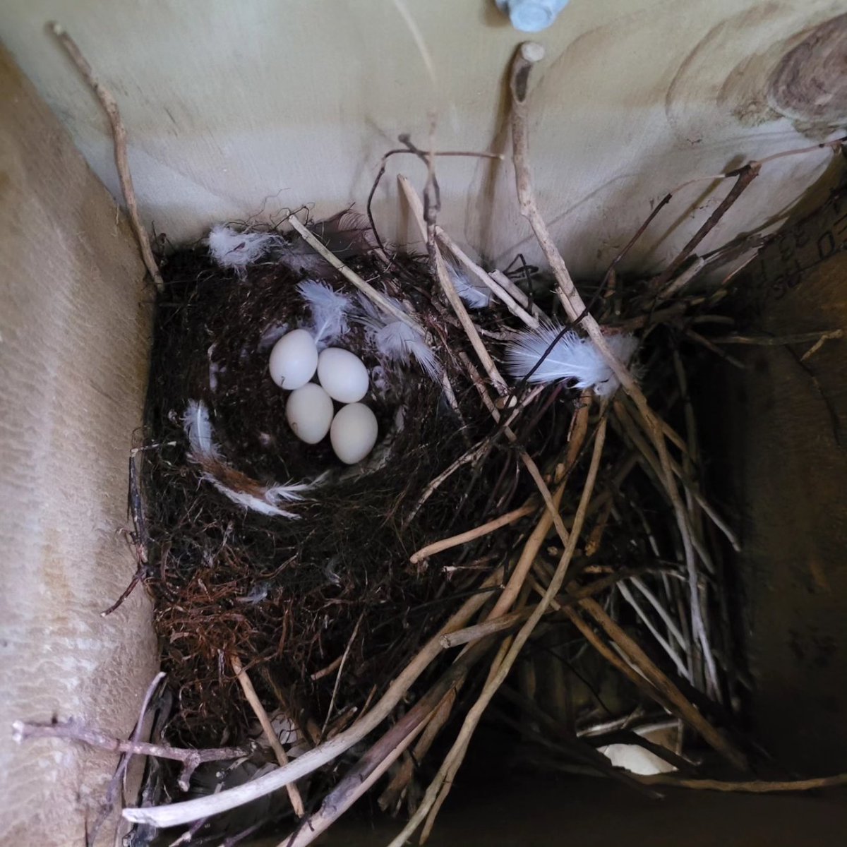 Smol_NZ_Birdie's tweet photo. Surrounded by hihi eggs 💛🖤🤍

The core nest structure remains the same, but the females tend to be different as they line the nest with various finds such as feathers and moss.

#hihi #stitchbird #nzbirds #Tiritirimatangi #conservation #nzconservation #conservationmonitoring https://t.co/L0Aagv5ais