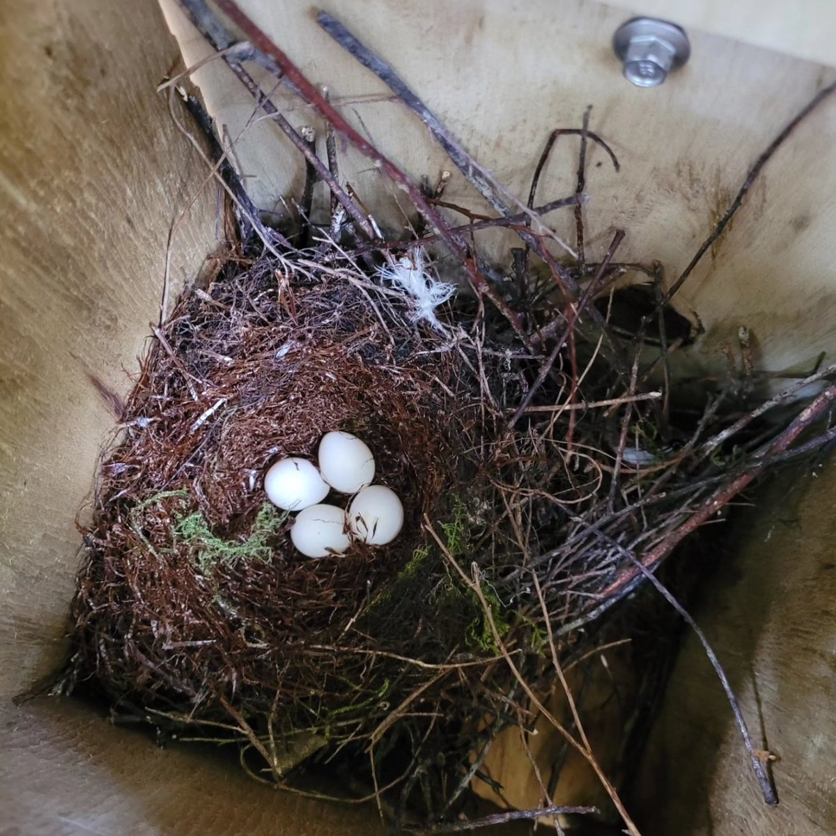 Surrounded by hihi eggs 💛🖤🤍

The core nest structure remains the same, but the females tend to be different as they line the nest with various finds such as feathers and moss.

#hihi #stitchbird #nzbirds #Tiritirimatangi #conservation #nzconservation #conservationmonitoring