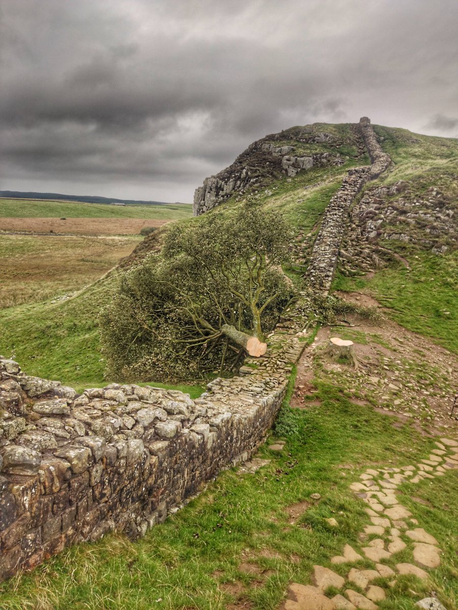 Quickbeam2000's tweet image. I am so angry #SycamoreGap #ents #Treebeard #Tolkien