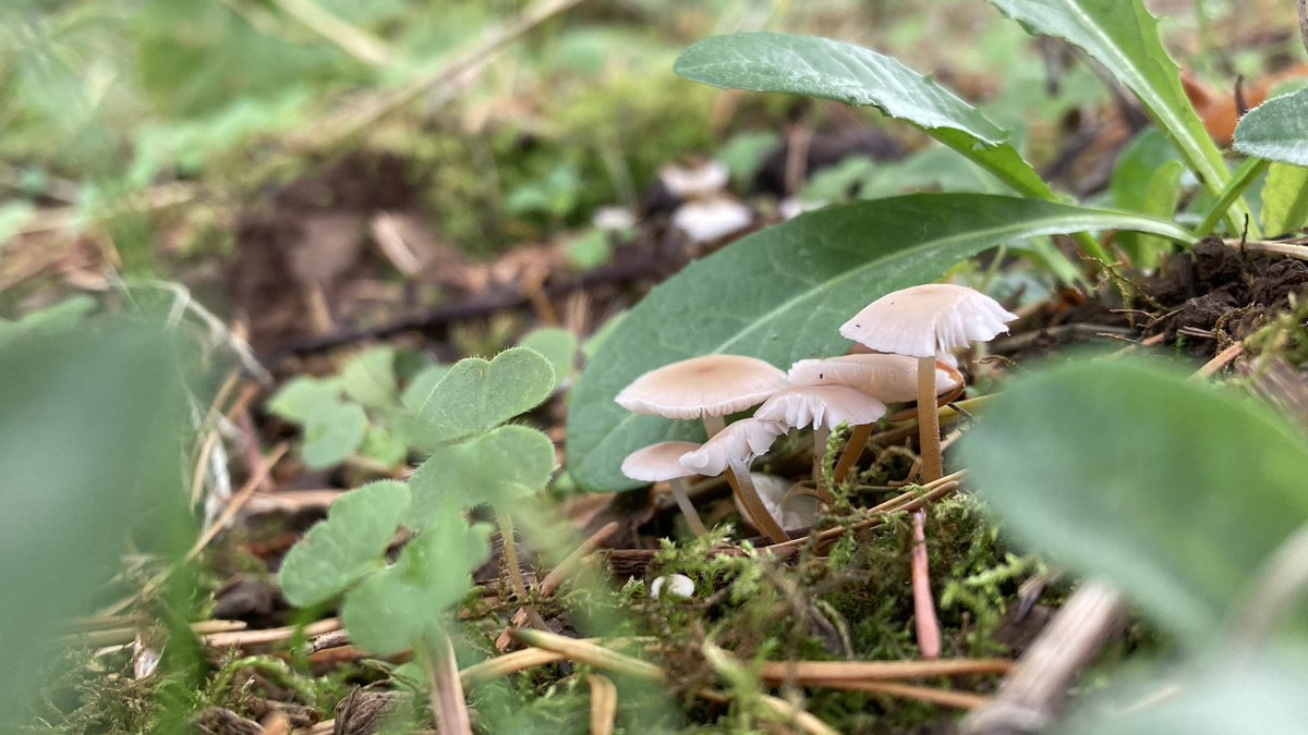 pinecone mushrooms #FungiFriday #fungiphotography #mushroomtwitter #mycology #NaturePhotograhpy