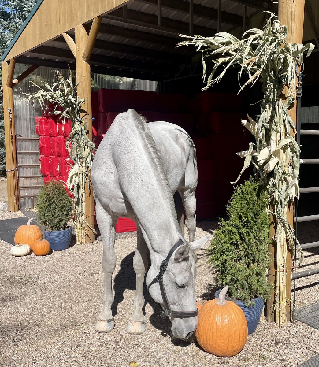 NutritionNerd's tweet photo. Happy Fall, y’all! 🎃 

#BuckOffCancer https://t.co/2I1VP1rMsE