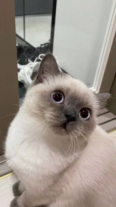Curiosity killed the cat lol!