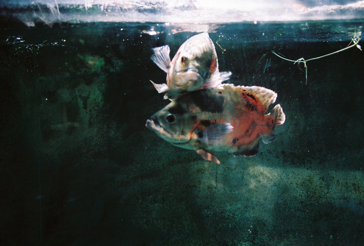 【フィルムで写す水族館／カワスイ】
なかよし

#カワスイ 
#川崎水族館 
#水族館フォト #フィルムカメラ #フィルム写真 
#photo #filmphoto #aquarium 
#OLYMPUS #olympusom10
#フィルムで写す水族館