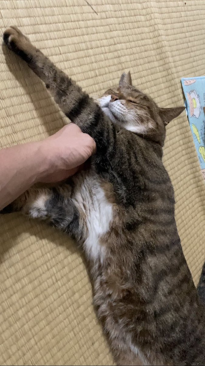 KSW_airsoft0093's tweet photo. 雉虎で男の子だからキジオ

#猫
#保護猫 https://t.co/kKZ8iL23LX