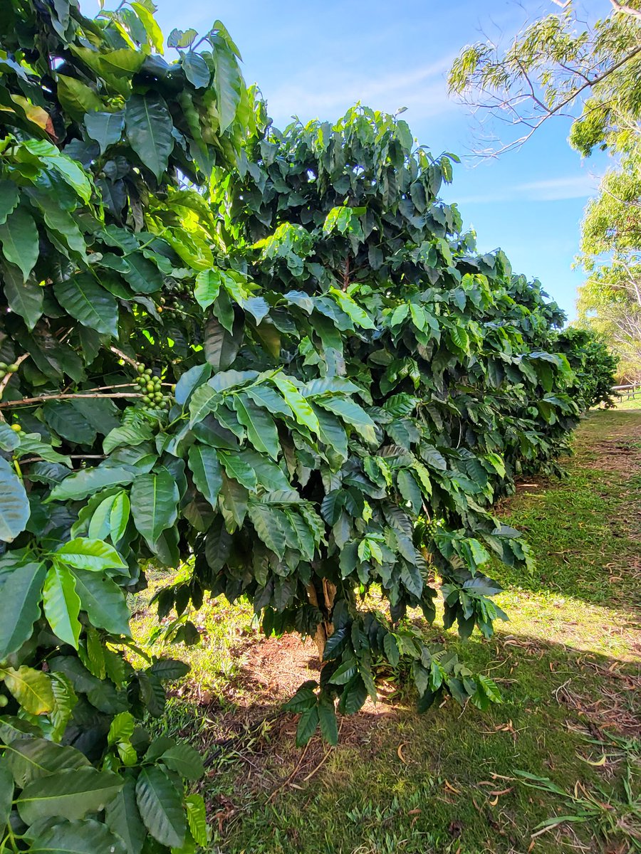 Diaho_Folf's tweet photo. Found a coffee farm! https://t.co/tXZyrnuuy5