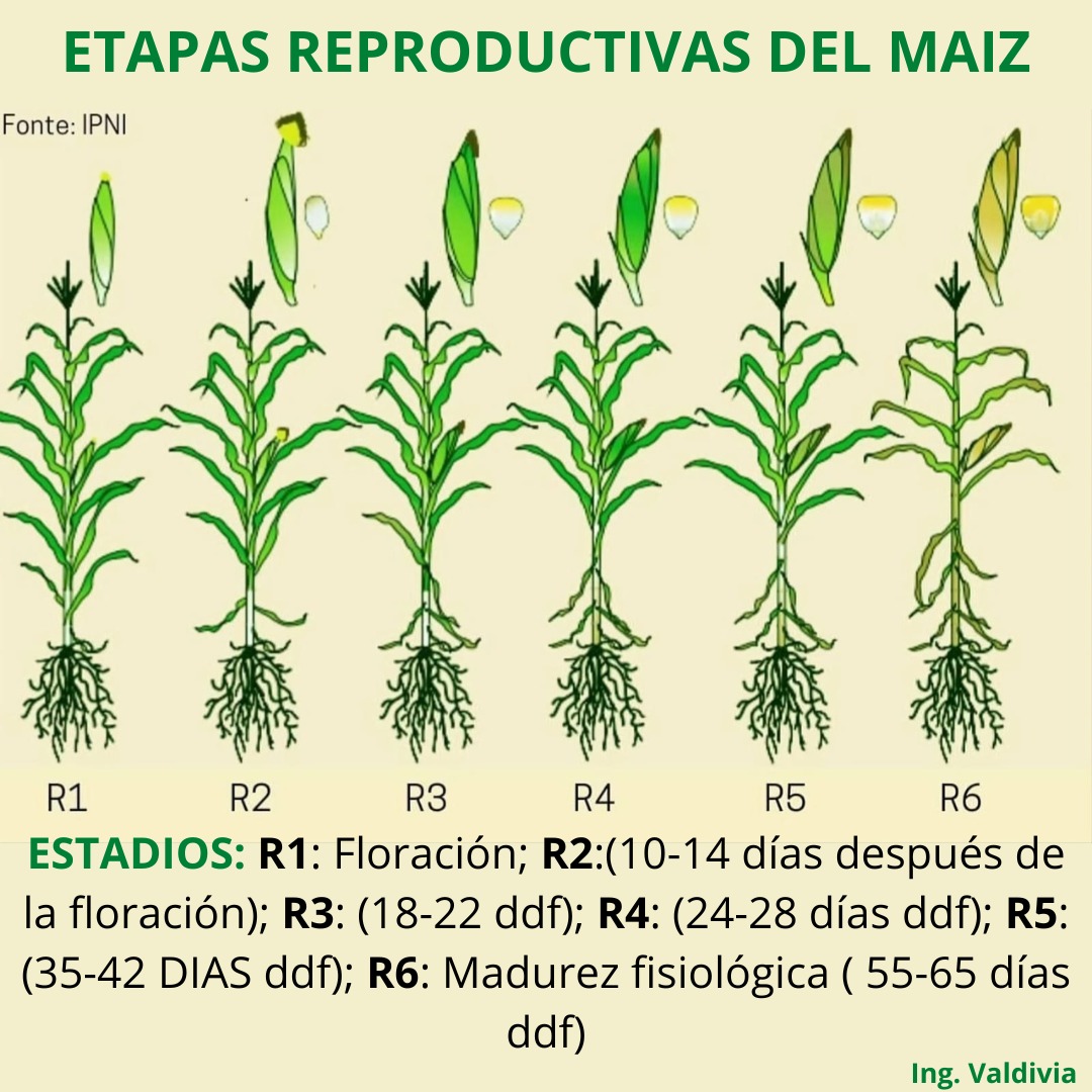 "El crecimiento del maíz se divide en etapas vegetativas (V) y reproductivas (R), marcadas como V1, V2, V3, etc. y R2, R3, etc. El desarrollo fenológico se relaciona con cambios morfológicos y fisiológicos, clave para prever plagas en la agricultura 🌽✅
