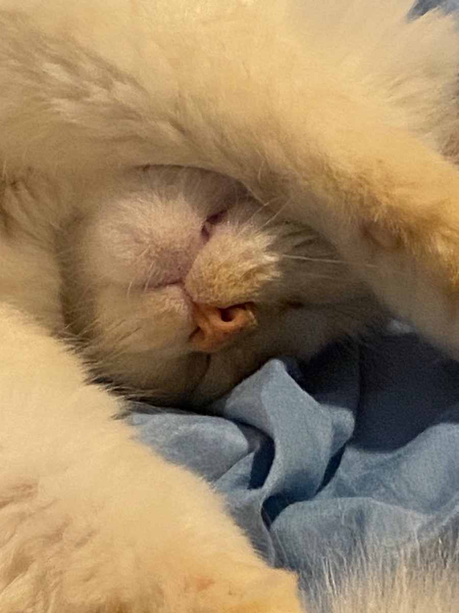 MabeltheCat7's tweet photo. Toof out https://t.co/RopIER3jJV