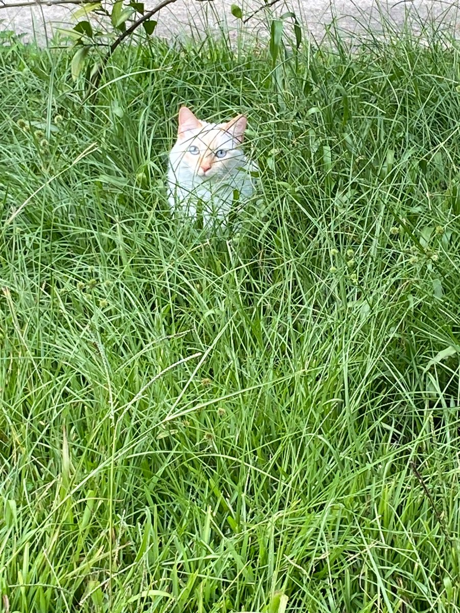 MabeltheCat7's tweet photo. POV you have seconds left to live https://t.co/Px6VyKhsNT