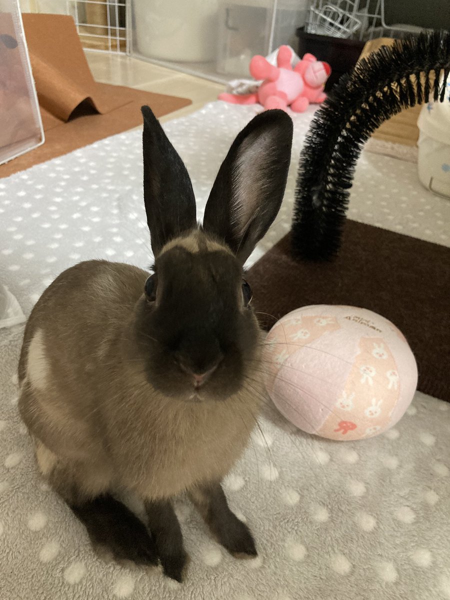 #うさぎのいる暮らし 
#うさぎのいる生活 
#沖縄里親
#沖縄
#里親募集中