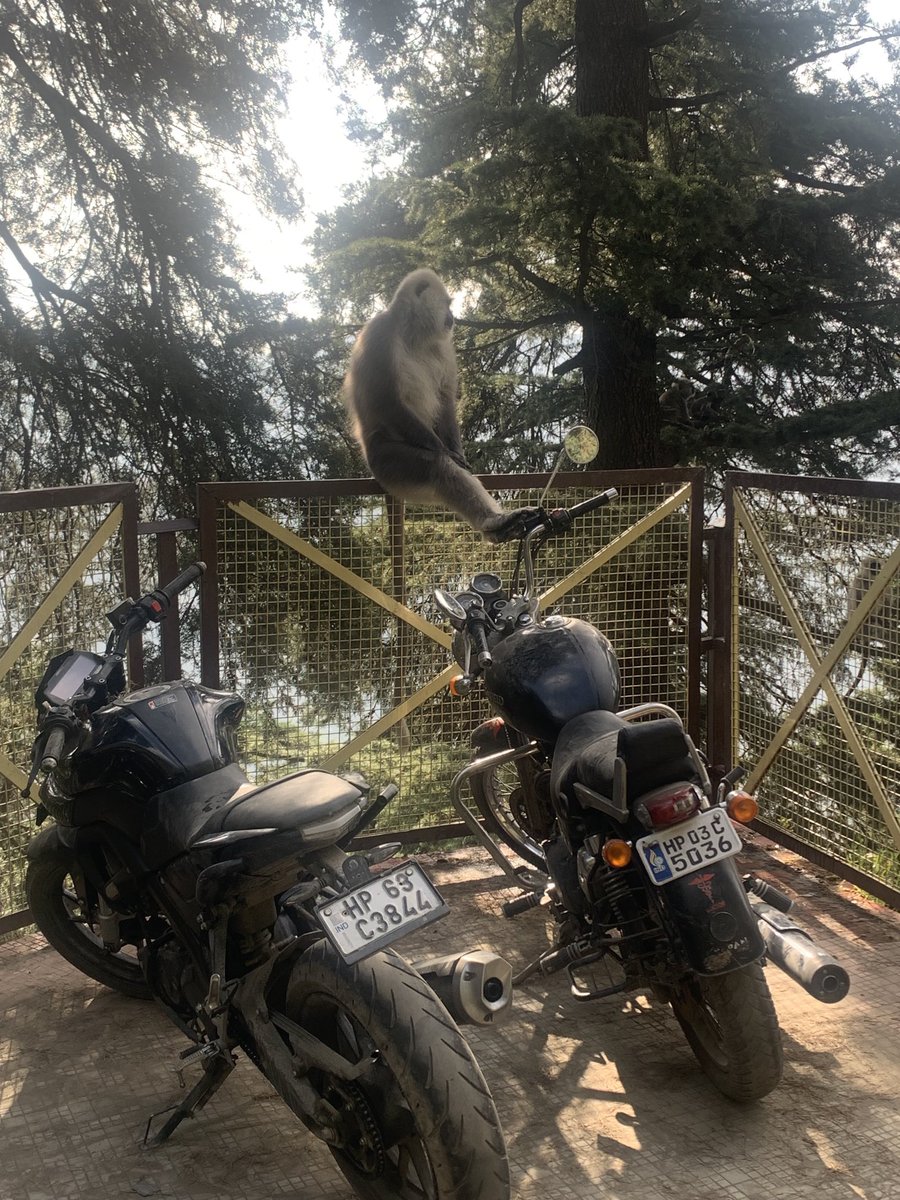sdineshaa's tweet photo. नमस्कार ! सुप्रभात शिमला। Good Morning Shimla ! 😊

#SunnyShimla
#GreenShimla 
#CleanShimla 
#जयहिमाचल https://t.co/oeqjgtQLNa