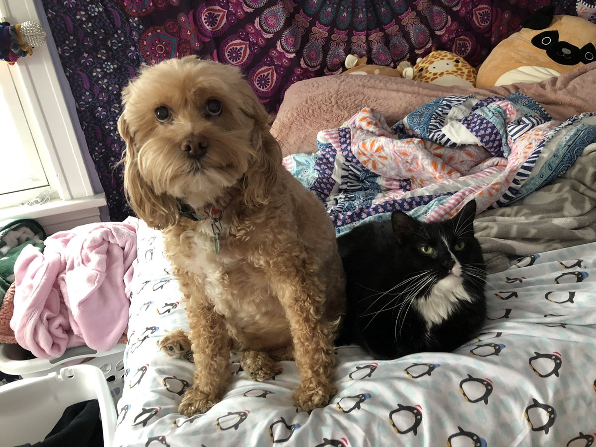 RGawronski's tweet photo. @HolyProvince #passionistpetblessing Chloe and Miguel need blessings. 🙏 https://t.co/sXTbnD5mYx