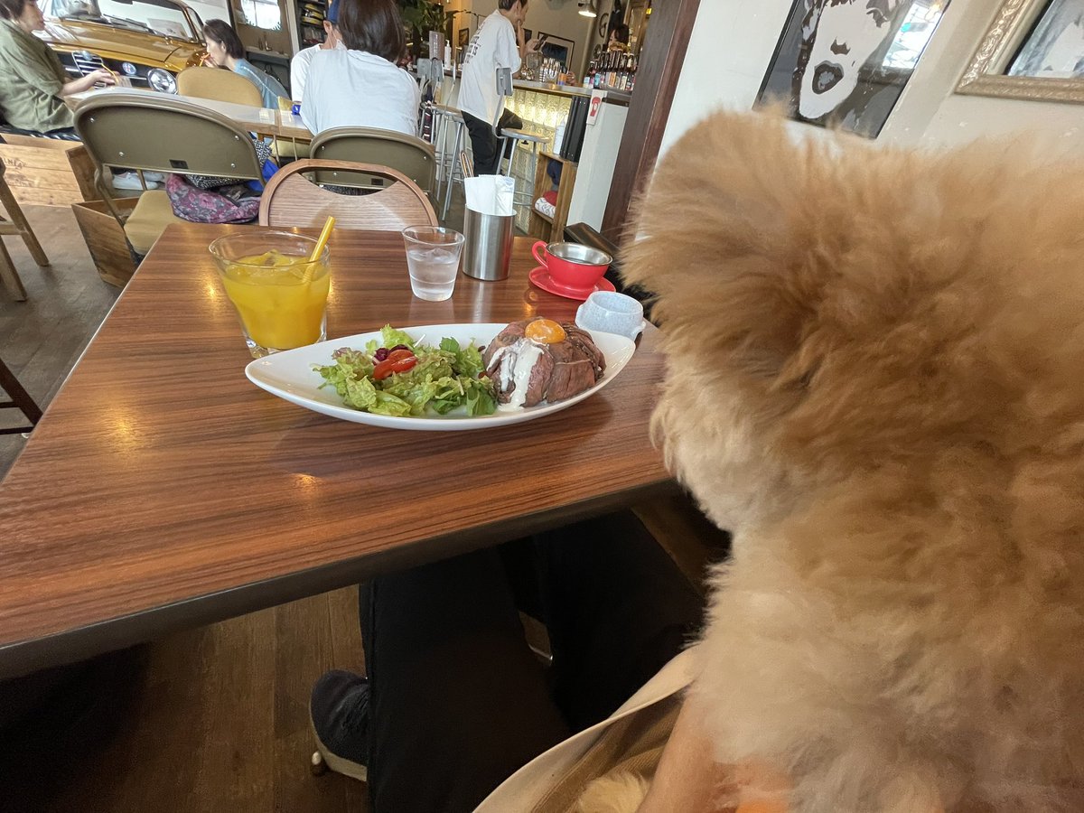 tkd_dev's tweet photo. ローストビーフ丼を羨望の眼差しで見つめるモフモフ
犬同伴できるLily Cafeというレストランに来てみました👏
店内にポルシェ置いてあったりしてめちゃおしゃれ!
#lilycafe #新百合ヶ丘
https://t.co/FalyPNiQ6m https://t.co/oujCqBaH4Y