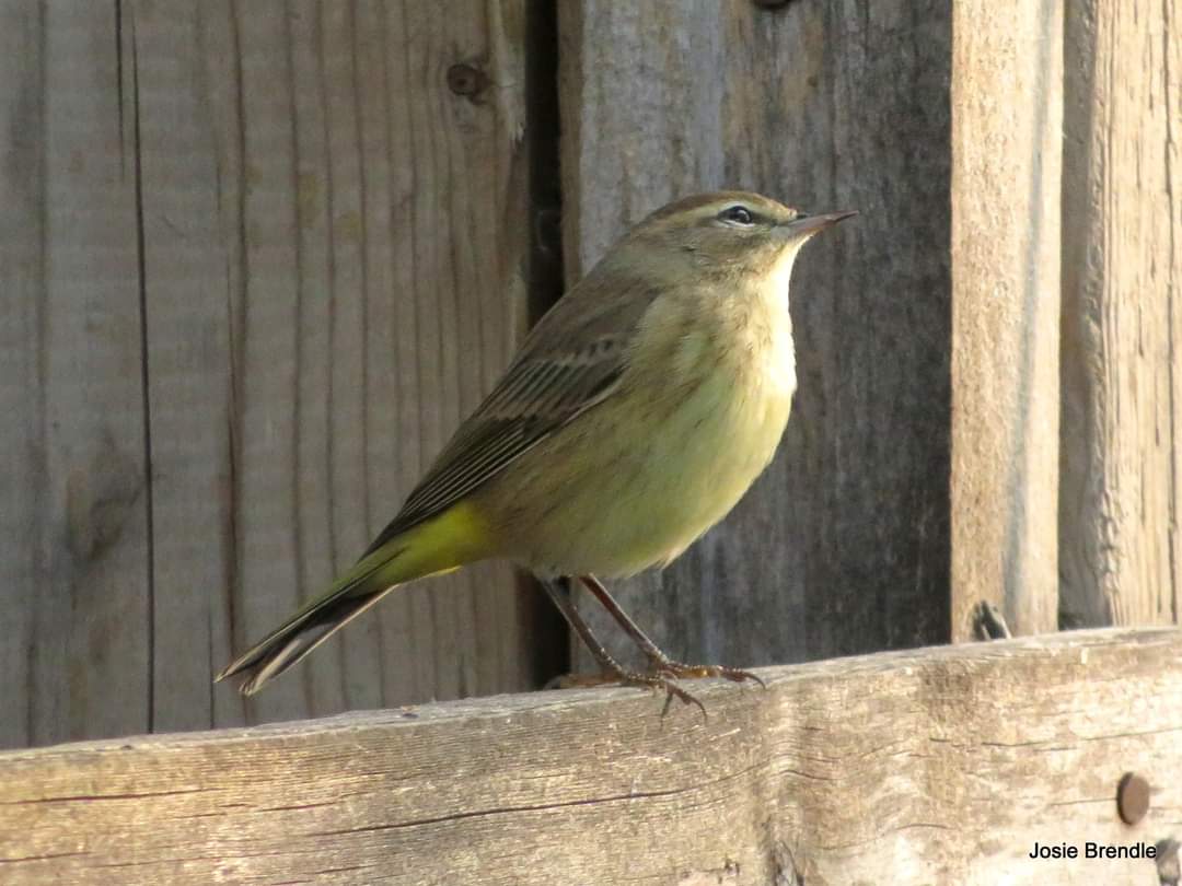 BrendleJosie's tweet photo. A few from the yard this past week! #nature #BirdsOfTwitter #manitoba #cpaws https://t.co/bldtAdt1VW