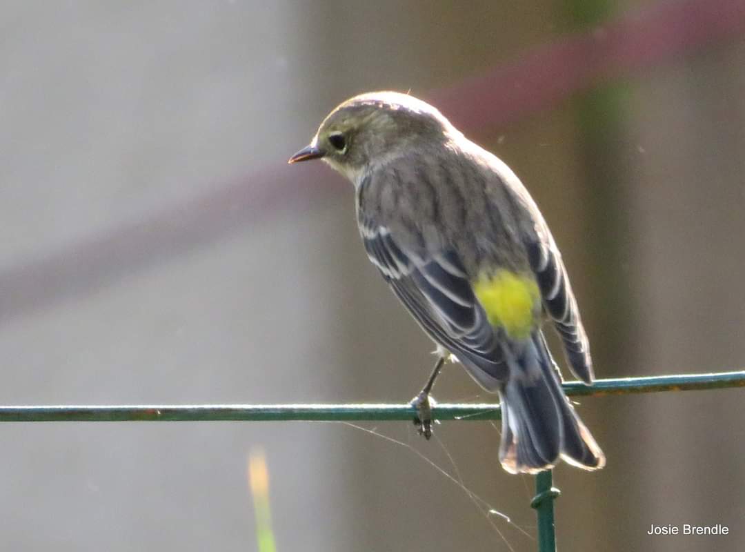 BrendleJosie's tweet photo. A few from the yard this past week! #nature #BirdsOfTwitter #manitoba #cpaws https://t.co/bldtAdt1VW