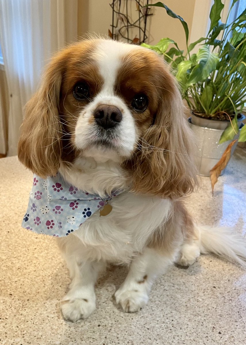 Happ birtday my little brofur <a href="/PippinWorld/">Pippin’s World: #CavPack Luv 🌈HooDad🌈Milo🌈Ms🌹</a> . Sorry, it a little late, take a while from rainbow for me get to you! I am so much proud of how you are grown up, you are such a big boy now!! You so kind, patient and bring so many so much joy - a real good boy!!! ❤️🌈