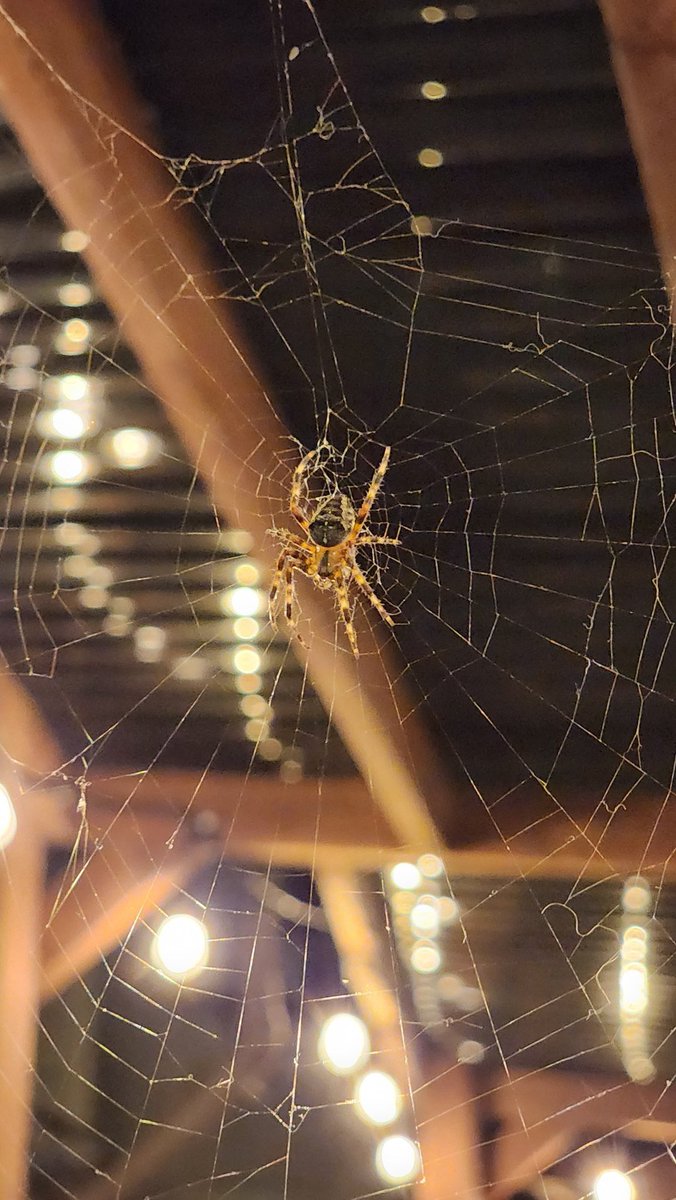 enigmaprime's tweet image. This is Fred the Spider at Red Tail on Irving. He is a community activist against annoy flying objects. #RedTailSF #InnerSunset @BlackthornSF be sure to zoom in