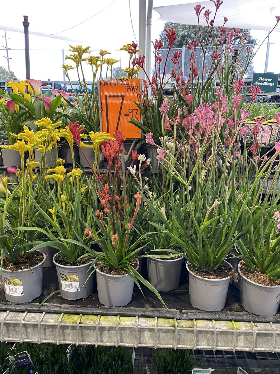 Emma Simpkins (Bodley) tweet media