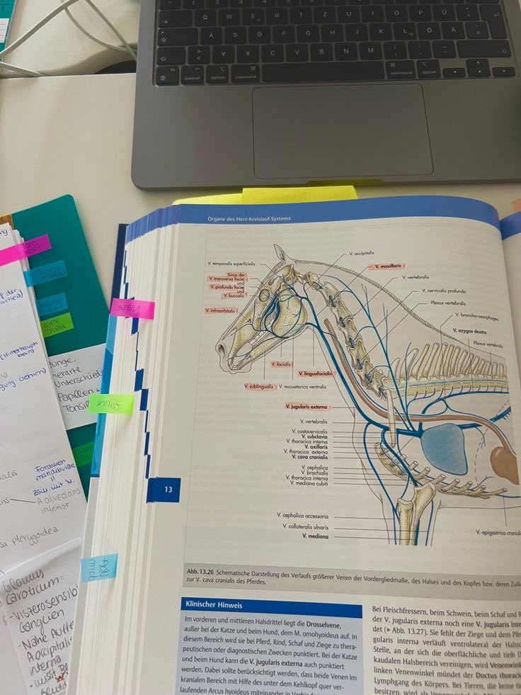 studyferr's tweet image. Temporada 2 da minha vida acadêmica 🫧
&amp;gt; Ac de medicina veterinária na uema 
&amp;gt; Tec em meio ambiente pelo If 
&amp;gt; Objetivo: desenvolver constância 
&amp;gt; Interesses: cirurgia, anestesiologia veterinária e odontologia veterinária 
 #studytwt