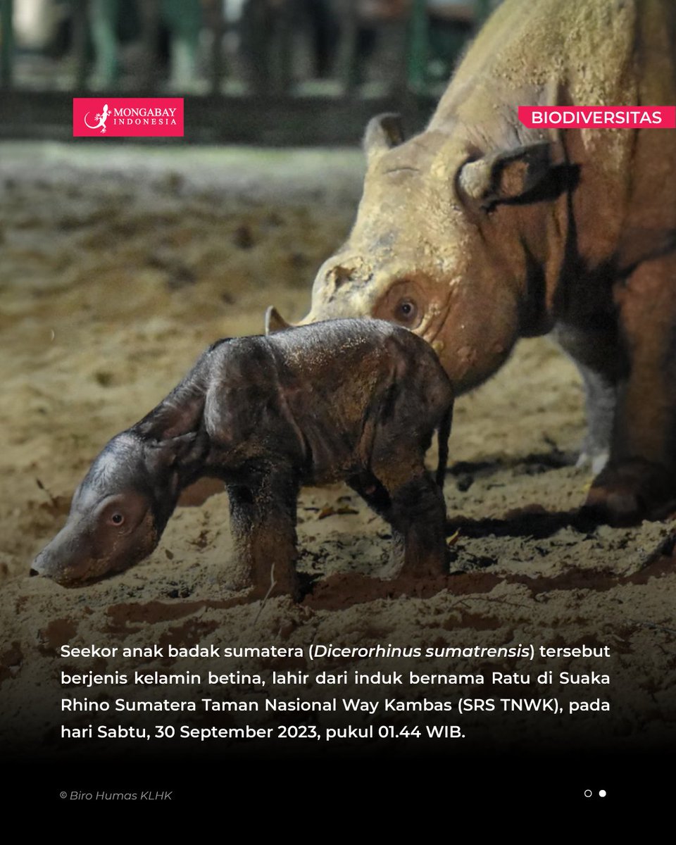 MongabayID's tweet photo. Menteri Lingkungan Hidup dan Kehutanan (LHK) Siti Nurbaya mengumumkan kelahiran seorang anak badak sumatera betina di Suaka Rhino Sumatera Taman Nasional Way Kambas (SRS TNWK) pada 30 September 2023. https://t.co/oTVuQk2jqb