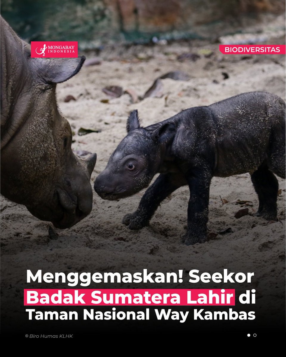 MongabayID's tweet photo. Menteri Lingkungan Hidup dan Kehutanan (LHK) Siti Nurbaya mengumumkan kelahiran seorang anak badak sumatera betina di Suaka Rhino Sumatera Taman Nasional Way Kambas (SRS TNWK) pada 30 September 2023. https://t.co/oTVuQk2jqb