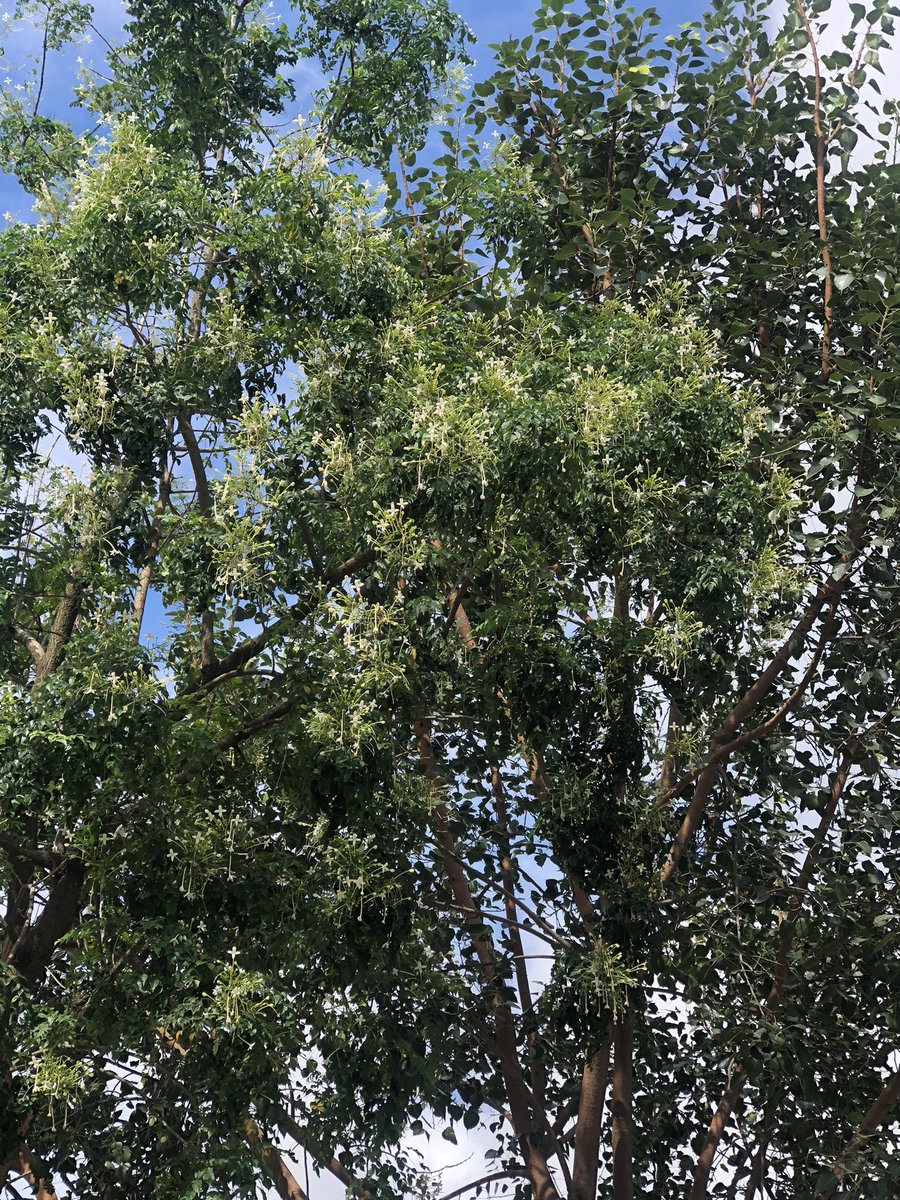 #FloraAndFauna 

“Falling Star” it gets its name from its shape and how it falls from the branch. 

Be humble and grateful for the things you have! One day this will be our destiny as well.

#NETAgastyaFoundation

<a href="/Dir_Education/">DIRECTORATE OF EDUCATION Delhi</a> <a href="/gupta_iitdelhi/">Himanshu Gupta</a> 
<a href="/PbpandeyB/">B P Pandey</a> <a href="/AgastyaOrg/">Agastya International Foundation</a> <a href="/SCERT2021/">SCERT Delhi</a>