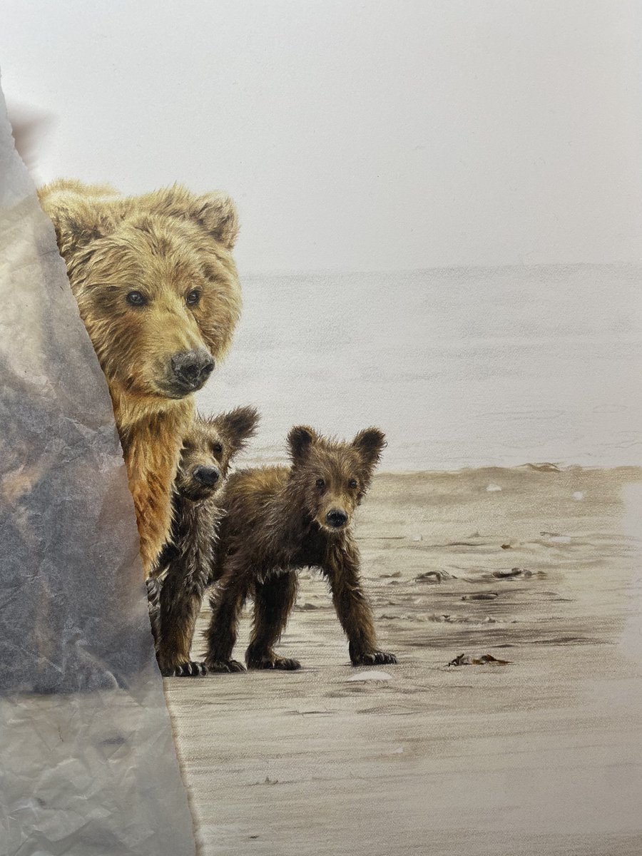 Just can’t put the pencils down on this one 🤎 #art #artist #bear #grizzly #wildlifeart