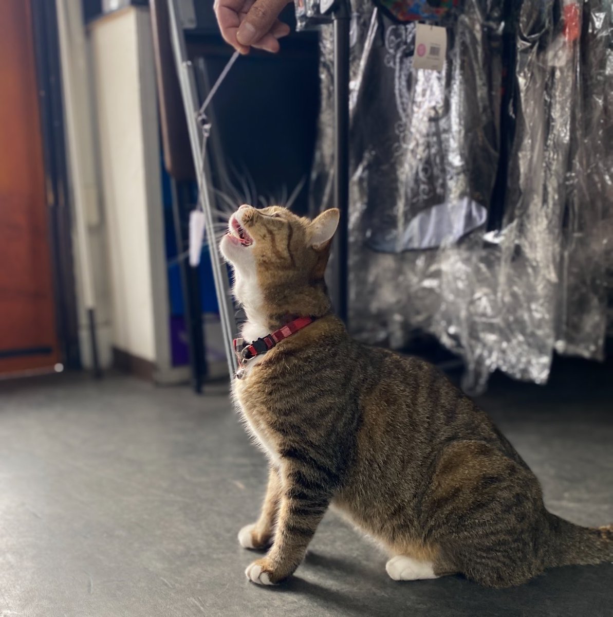 umikaze_cat's tweet image. ひさびさに遊びに付き合ってくれた♡
#うみかぜサイクル
#看板ねこ