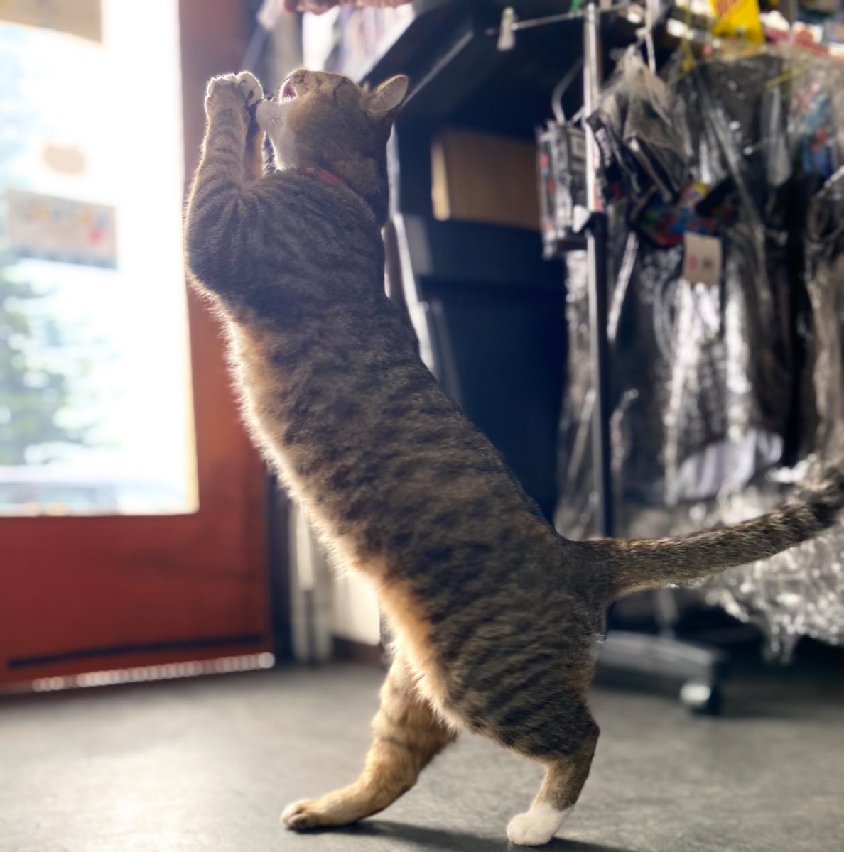 umikaze_cat's tweet image. ひさびさに遊びに付き合ってくれた♡
#うみかぜサイクル
#看板ねこ