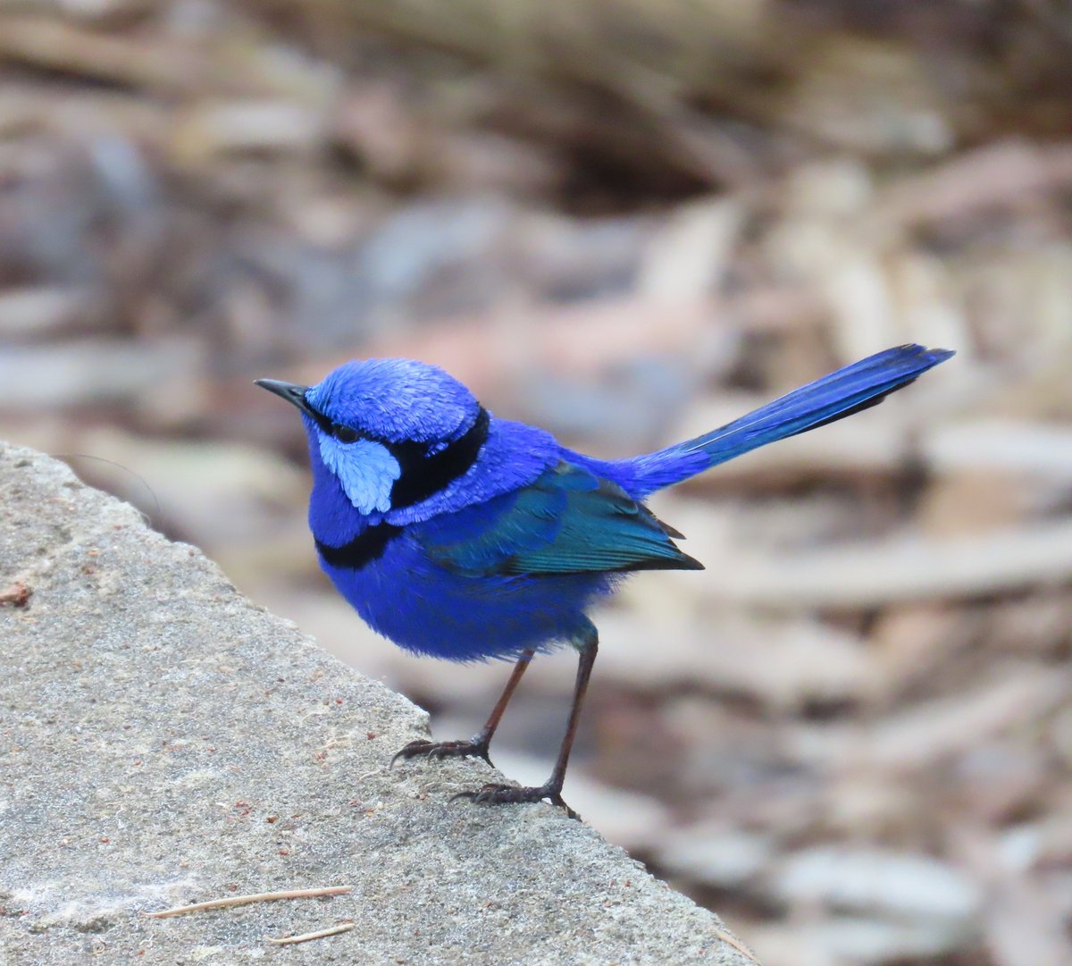 Nature: So, what shade of blue would you like to be? Splendid Fairy-wren: Yes #urbanNature #wildOz 🪶🌏🐦