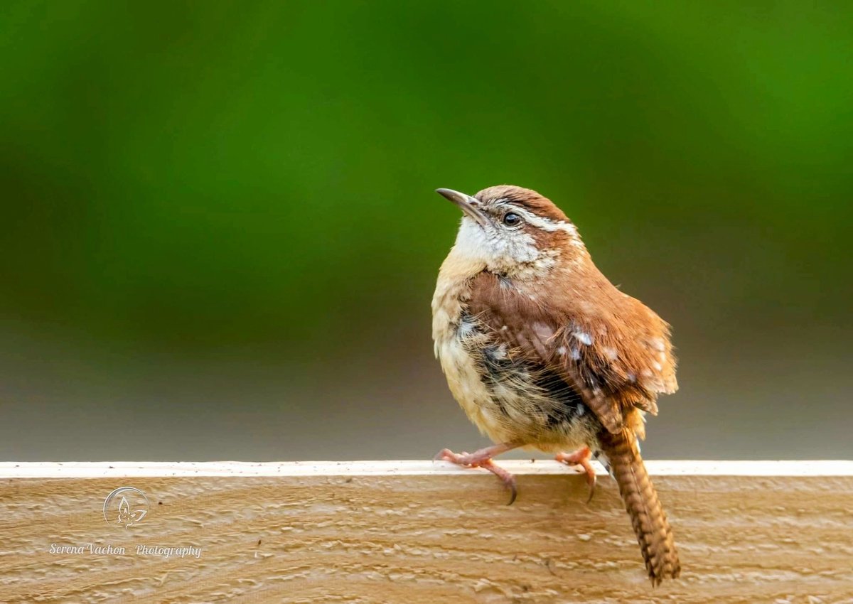 Serena Vachon - Photography tweet media