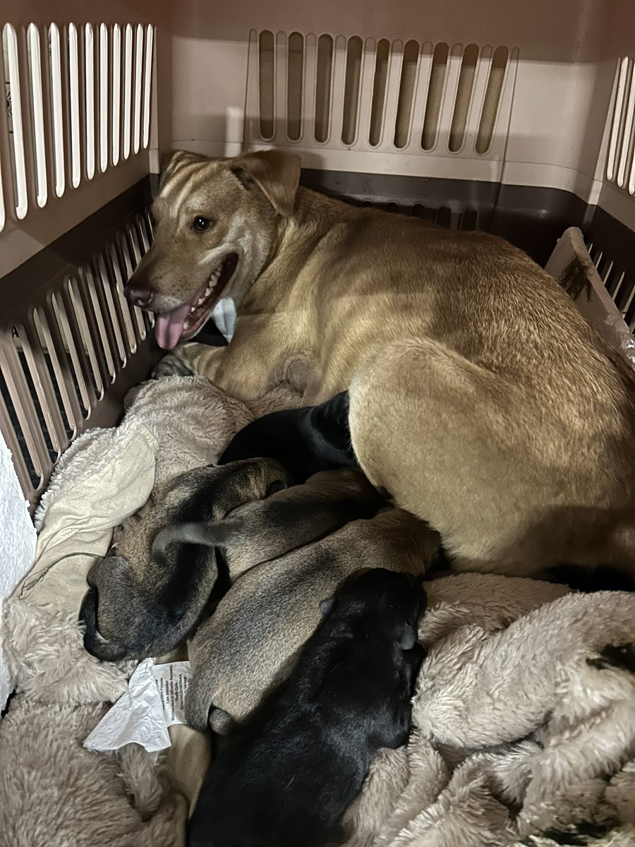 Corvera_Roxy's tweet photo. 🚨SOS🚨
Los perritos y mamá se han llevado para un lugar seguro, gracias al apoyo de una persona de gran corazón:@MonicaAyalaGue1 . Pero necesitamos un HOGAR TEMPORAL que nos ayude URGENTE! Se cubrirán gastos de cuido, comida, limpieza y luego se darán en adopción. Tel:6016-7740. https://t.co/YlDJCHalAx