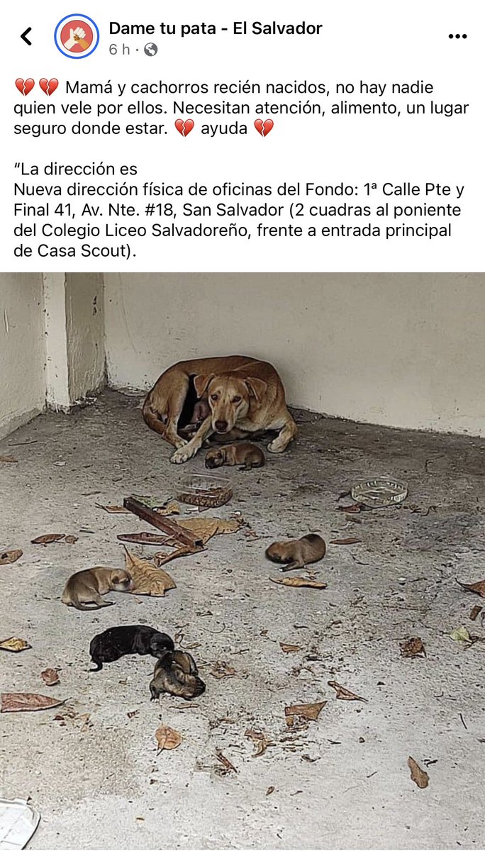 Corvera_Roxy's tweet photo. 🚨SOS🚨
Los perritos y mamá se han llevado para un lugar seguro, gracias al apoyo de una persona de gran corazón:@MonicaAyalaGue1 . Pero necesitamos un HOGAR TEMPORAL que nos ayude URGENTE! Se cubrirán gastos de cuido, comida, limpieza y luego se darán en adopción. Tel:6016-7740. https://t.co/YlDJCHalAx