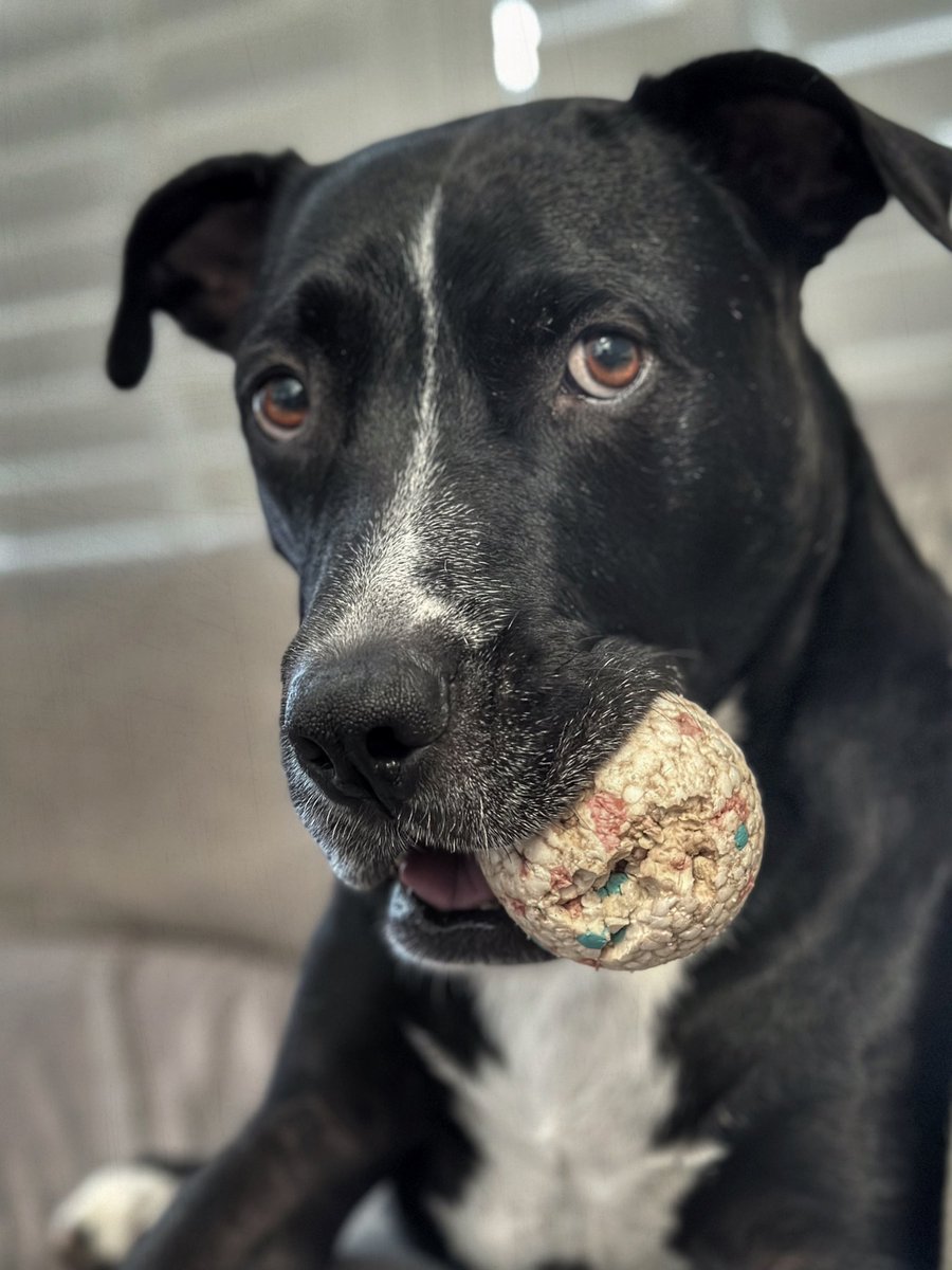 jaycote220's tweet photo. @Doggy_Kingdom https://t.co/rarz38Ei1Q