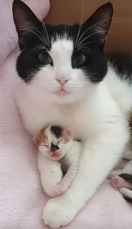 Cute_Pets__'s tweet photo. Mom, I love you so much 🥰🥰🥰 https://t.co/i67D5xGj7v