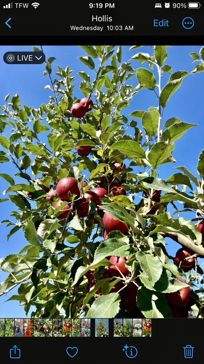 Good morning!🍎☕

📸 Massachusetts 

The top of an apple tree! 

#HappySaturday #ApplePicking #NewEngland #Travel 🍎🍁🍂✨