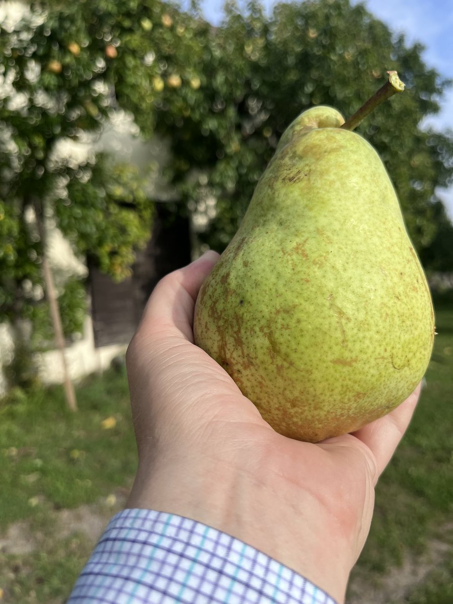 notklev's tweet image. Sometimes its not that hard to pick 20 kg of pears, Marguerite Marillat come in a decent size, the majority of this years crop is around 500g each 😎🍐40 pears and 20kg is done 🤪