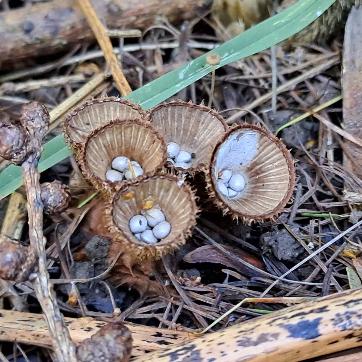 Cyathus striatus (Striated Bird's Nest Fungus) on twiggy debris at Haw Park Wood.