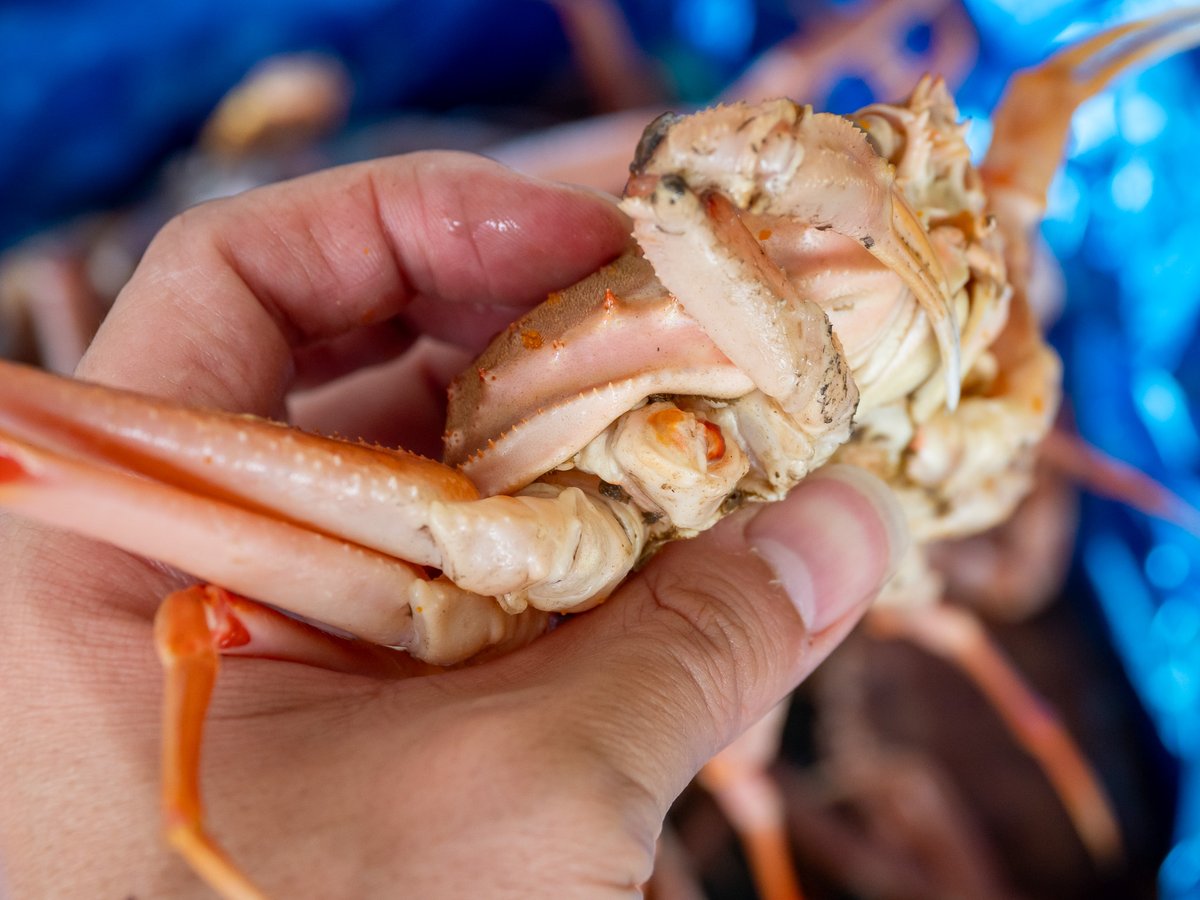 【拡散希望 緊急セール！】
大量発生したオオズワイガニを食べて北海道の漁師さんを助けてください！発泡スチロールの箱いっぱいに詰め格安で販売します！
・120サイズ箱 3378円
・100サイズ箱 2250円
kochi-kawauso.com/lp-oozuwai