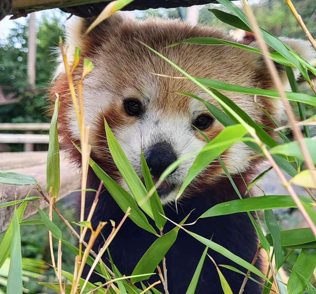 WelshMountainZo's tweet photo. 🐾 Oh hello! Didn't see you there! 🐾

#SaturdayBreakfastTime #RedPandaFamily #KeeperPics #SupportingConservation #WelshMountainZoo #NationalZooOfWales https://t.co/lmaA8JGx0p