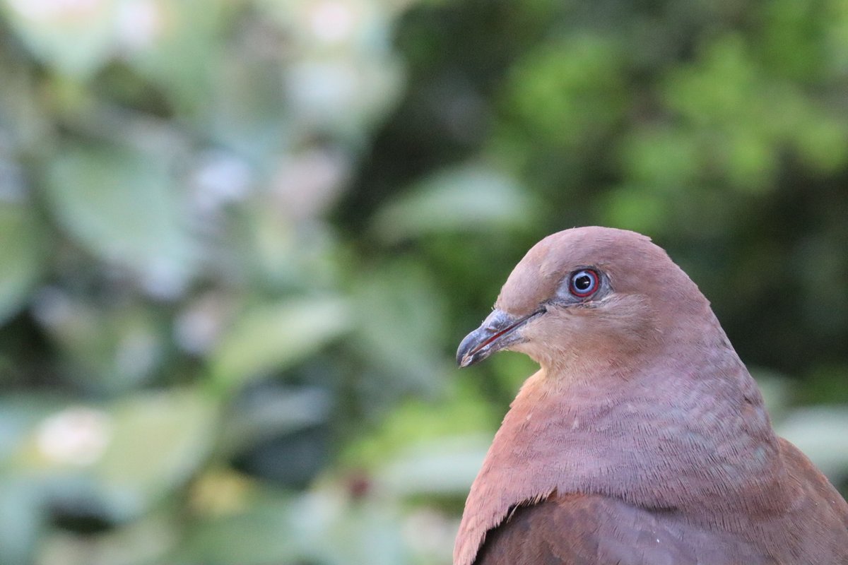 #Brown_cuckoo_dove check out those amazing blue eyes. Love this dove. It's wild but happily eats seed out of my palm. Really special ❤️