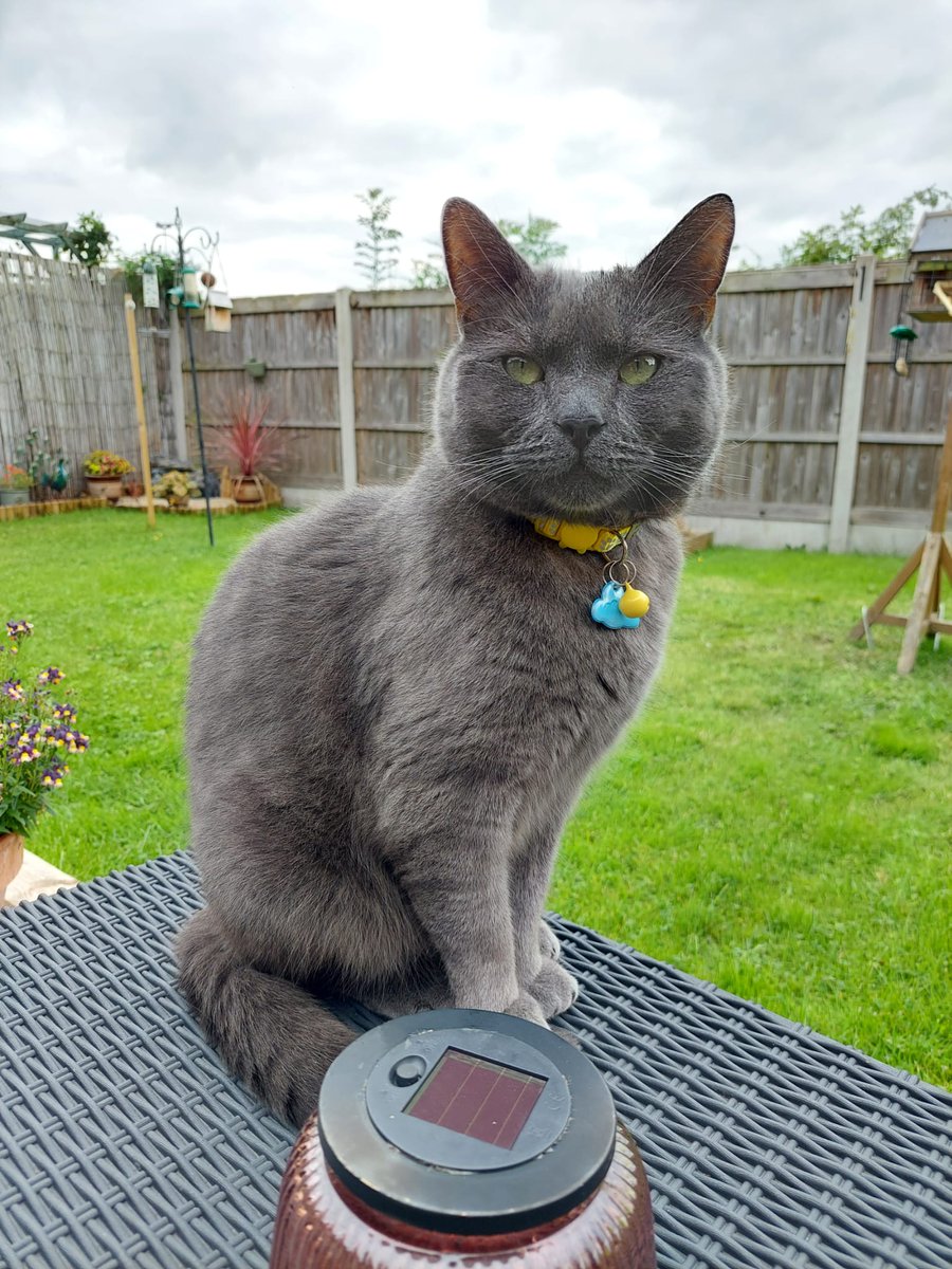 First mouse since Mum started locking me in at night 😾 Boy's still got it!!